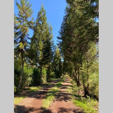 Agreable Chalet Au Milieu Des Sapins 卡夫尔高原 外观 照片